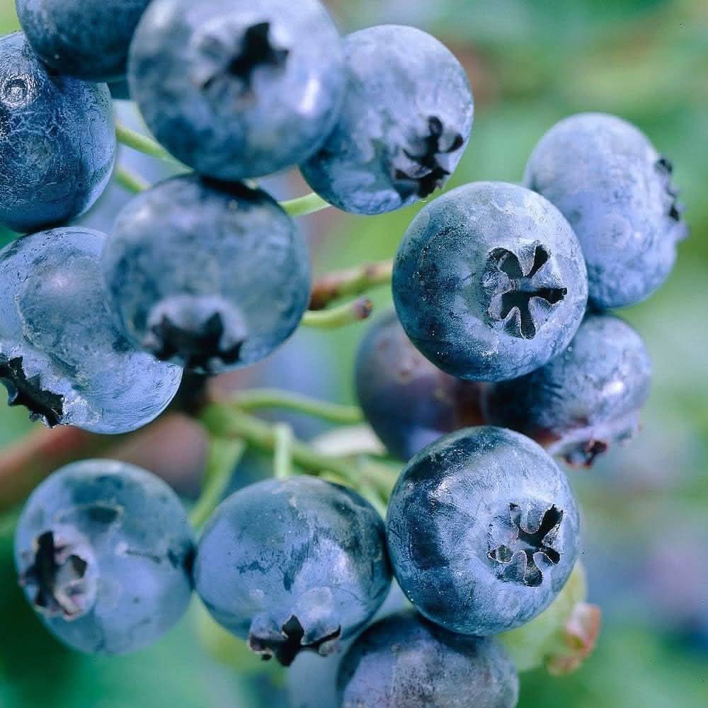 blueberry fruit plant seeds
