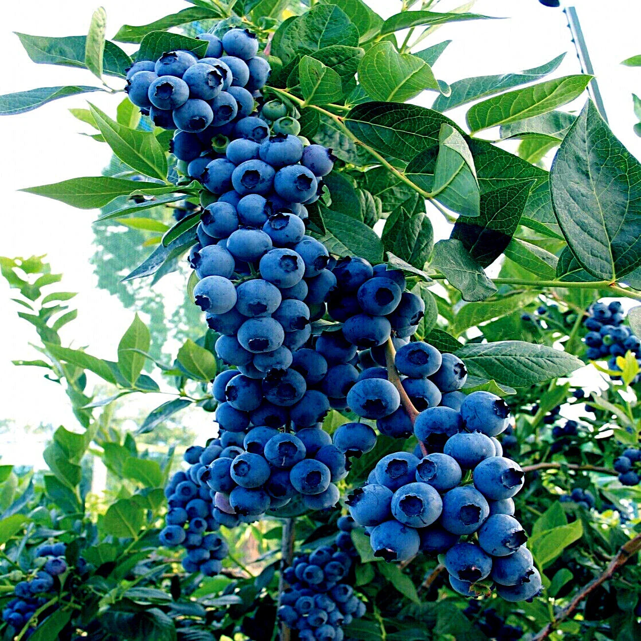 Blueberry Tree New Jersey Southern