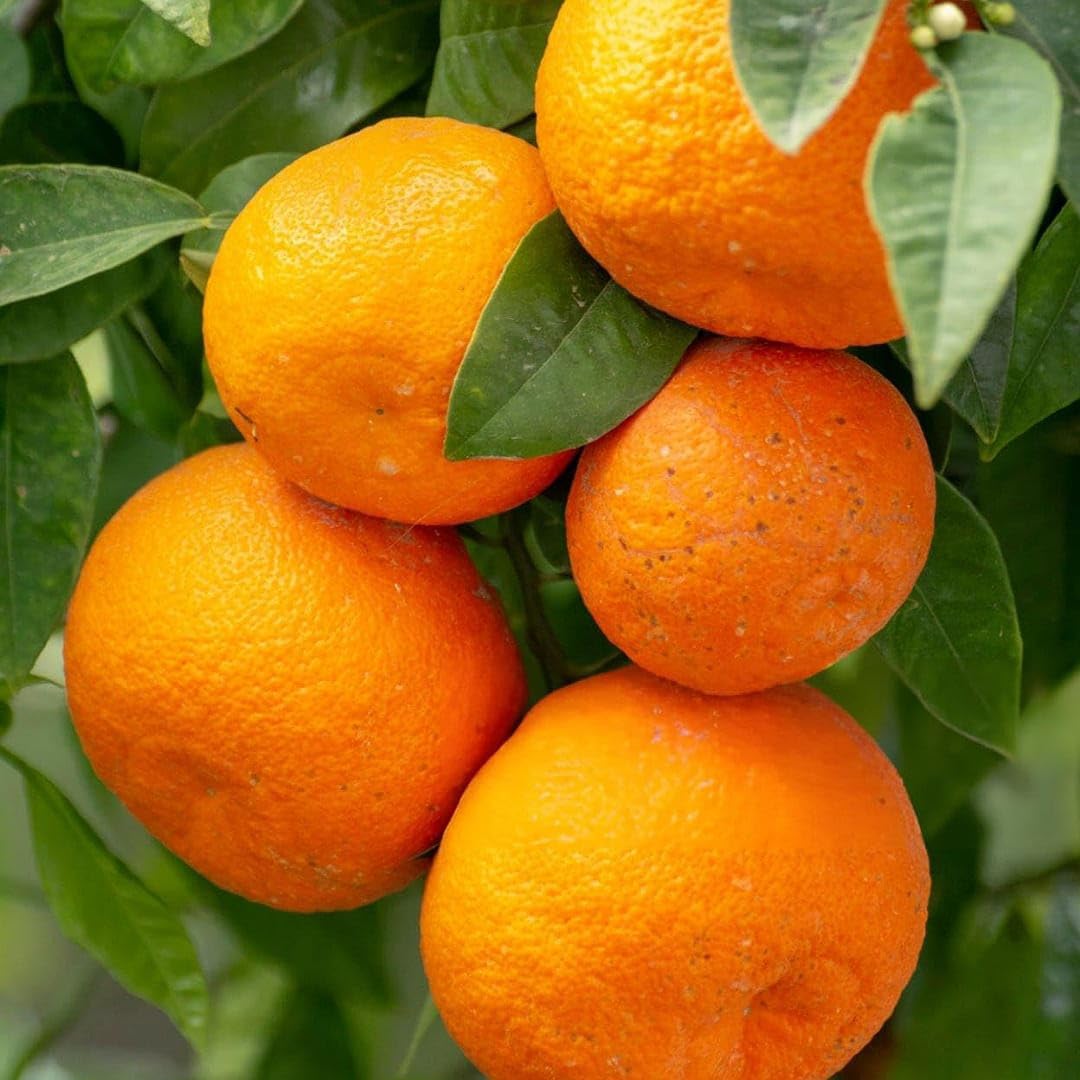 citrus sinensis orange tree sweet fruit seeds