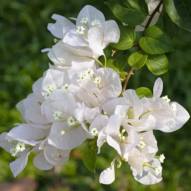 White Bougainvillea Flower seeds – Blooming Plants - Heirloom Non GMO High Germination Garden Seeds for Planting