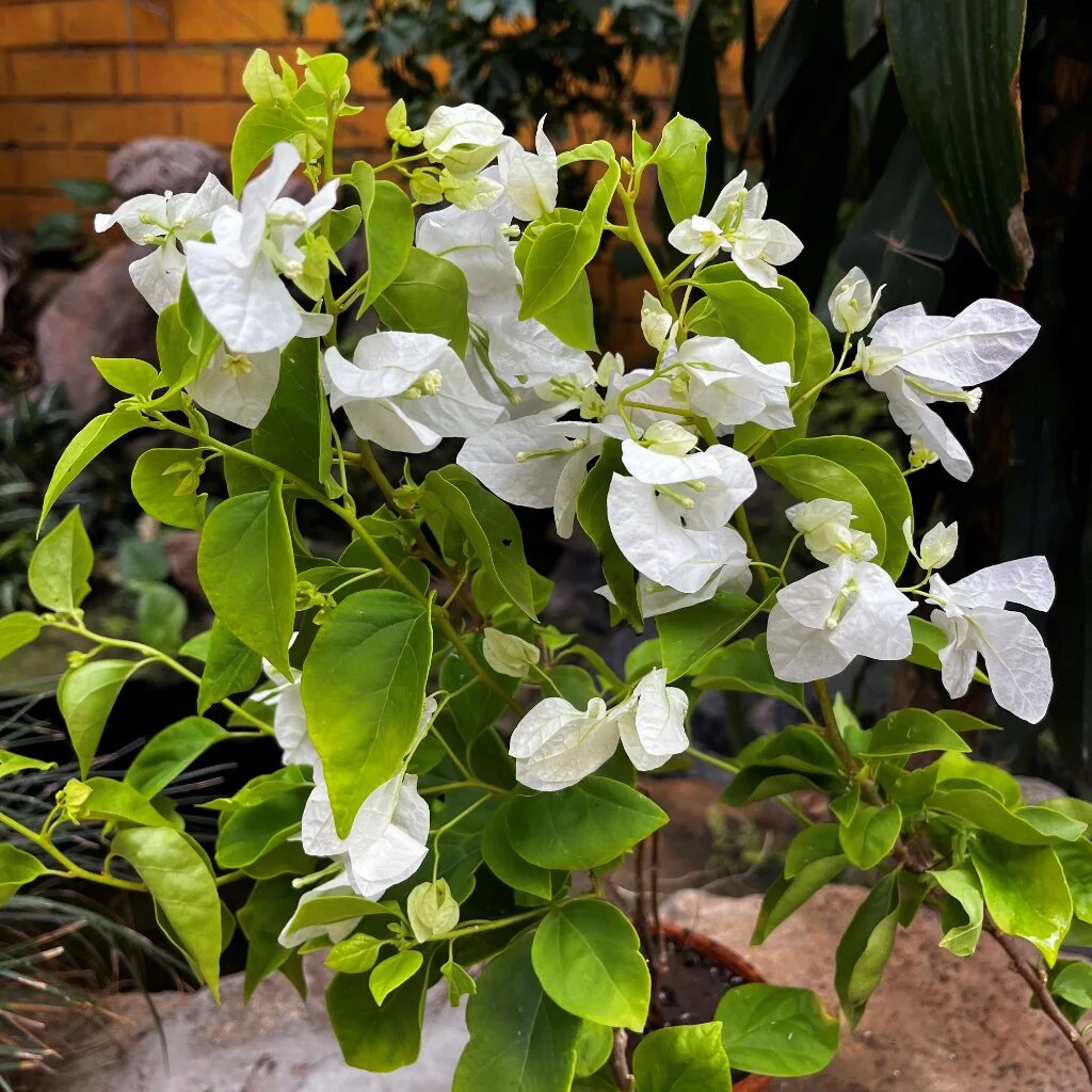 White Bougainvillea Flower Seeds