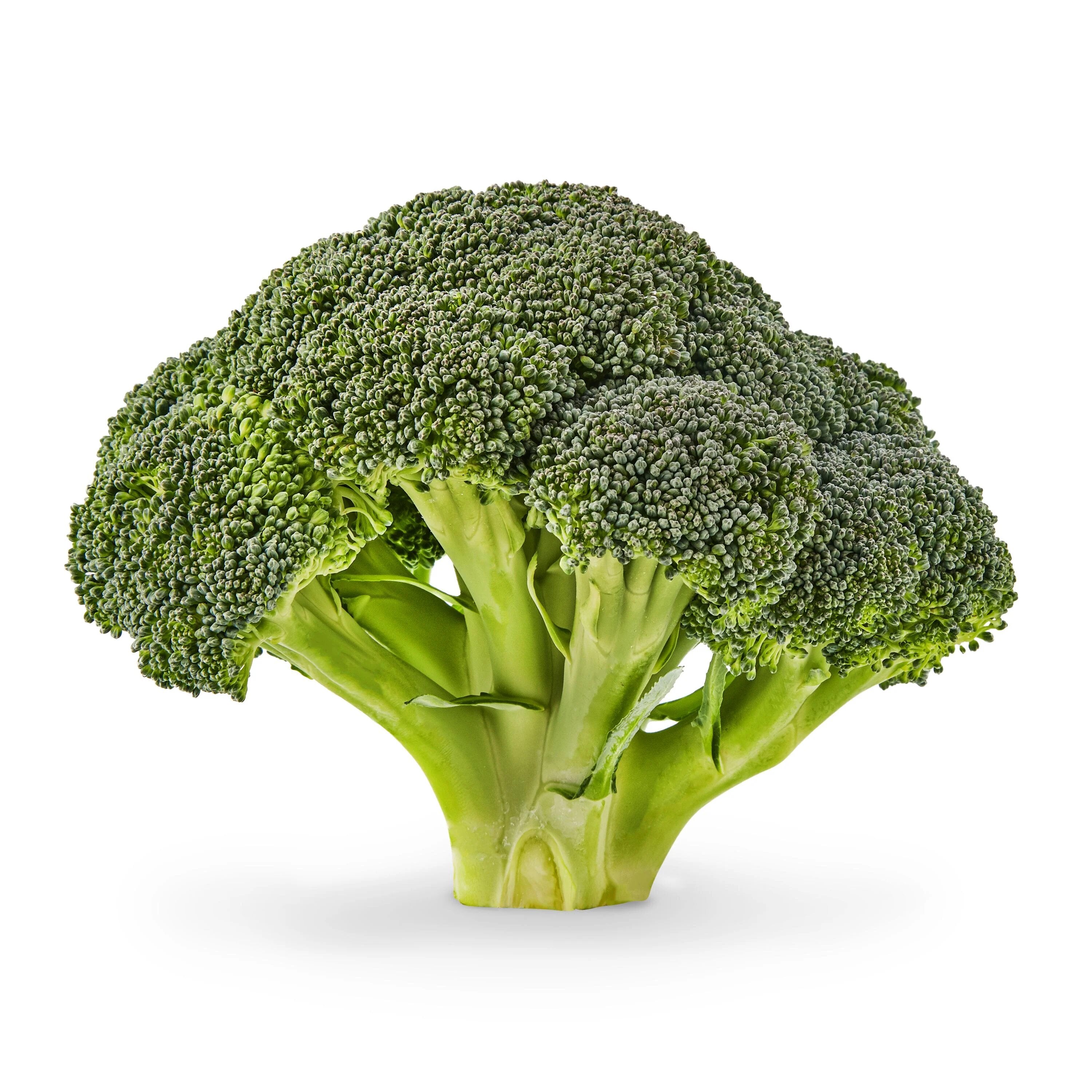 Broccoli vegetable seeds for Planting Green vegetable seeds for Home Gardening, Fast Growing for kitchen garden planting