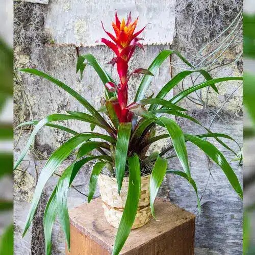 Red Bromeliad Flower Seeds 