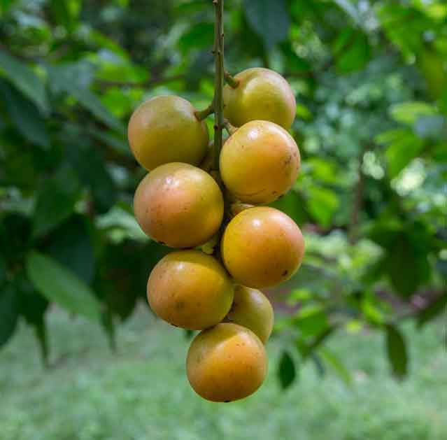 Burmese Grape Fruit Rare And Unique Fruits Botanical Enthusiasts For Home Fruit Seeds