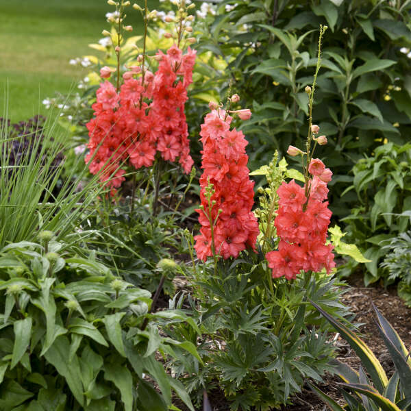 Red Delphinium Flower Seeds