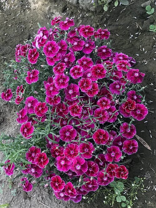 Red Violet Flower Seeds - Heirloom Non GMO High Germination Garden Planting Seeds