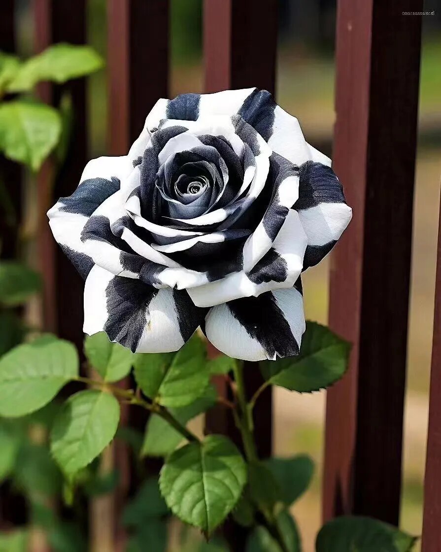 Yellow Black Rose Flower Seeds - Heirloom Non GMO Premium Garden Seeds for Planting