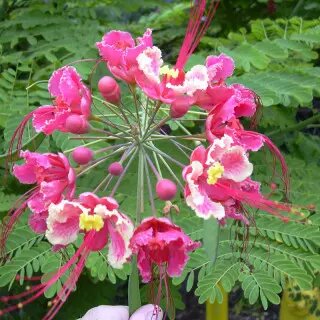 Pink Strongylodon Flower Seeds