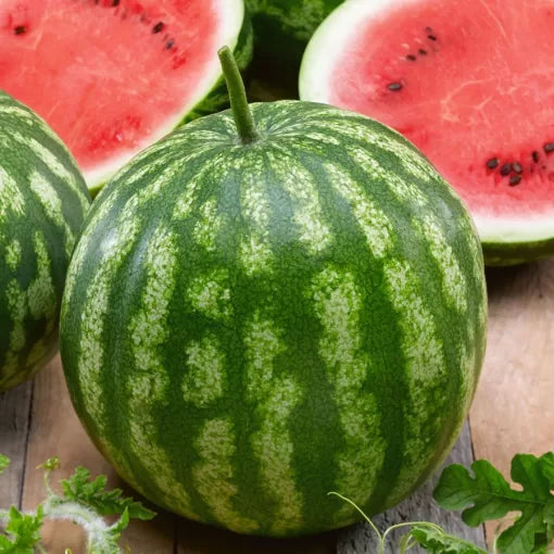 cal sweet bush watermelon compact red high organic Fruit Seeds organic garden seeds