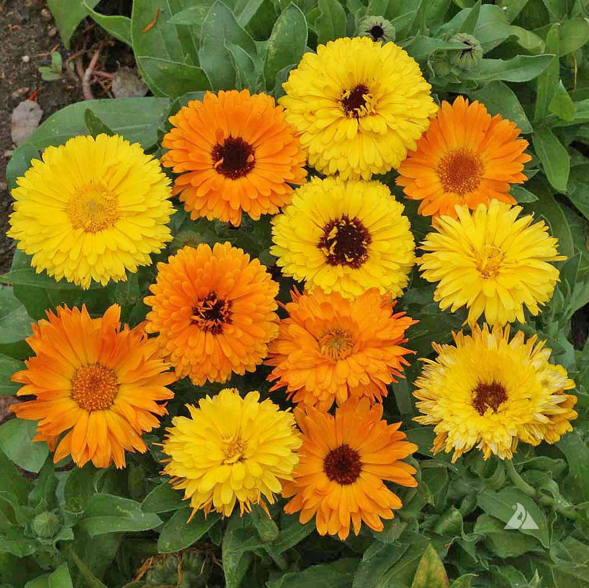 Yellow Pacific Beauty Calendula Calendula Officinalis Per Packet