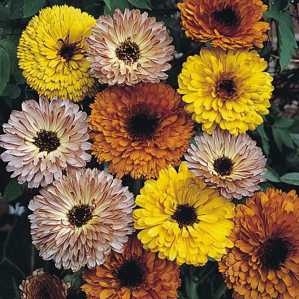 Mixed Calendula Flower Seeds
