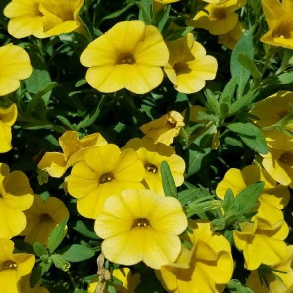 Yellow Calla Lily Flower Seeds