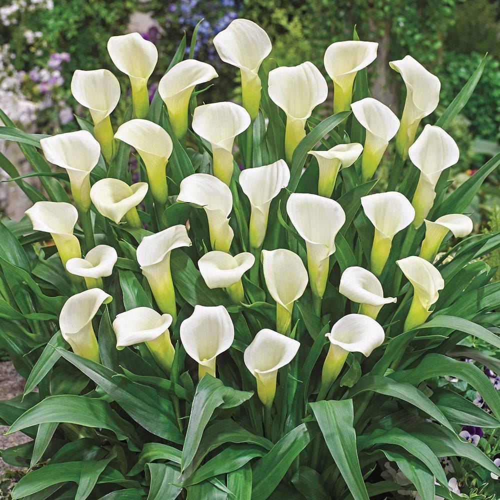 White Calla Flower Seeds – Easy Grow Blossoms for Pots and Backyard Spaces