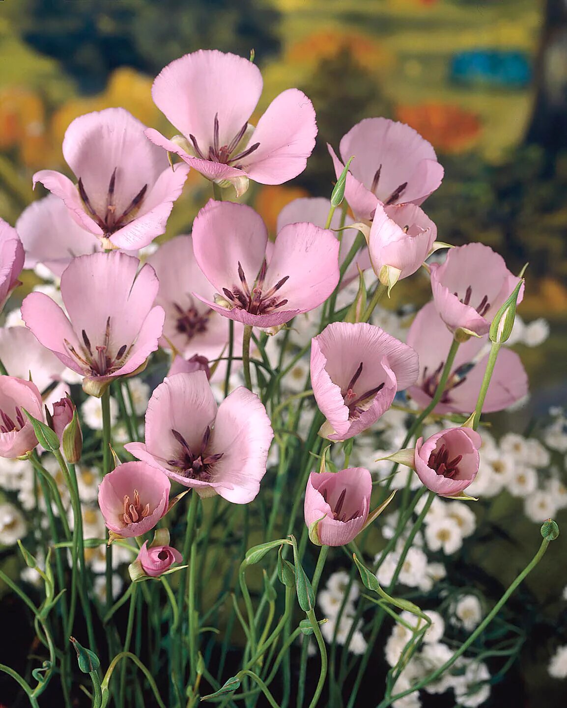 Pink Calochortus Flower Seeds