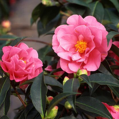 Camelia Japonica Flower Seeds