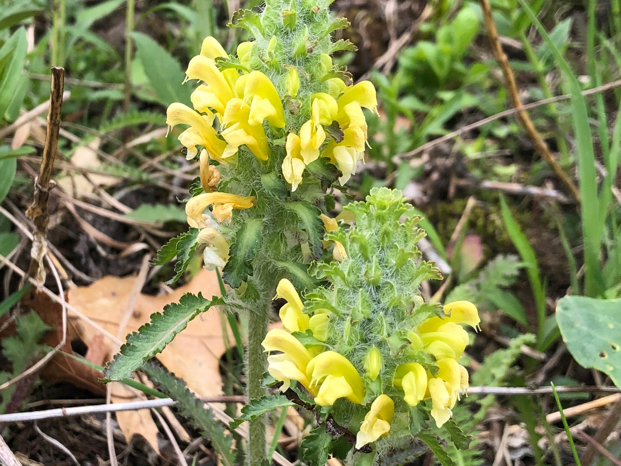 Yellow Pedicularis Lanceolata Flower Seeds