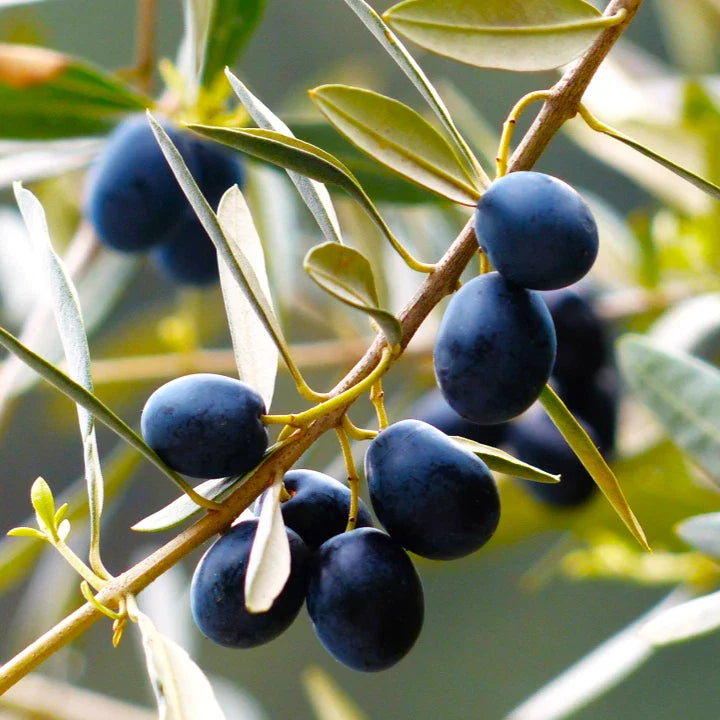 canino olive tree italian virgin oil perennial shipping high organic Fruit Seeds organic garden seeds