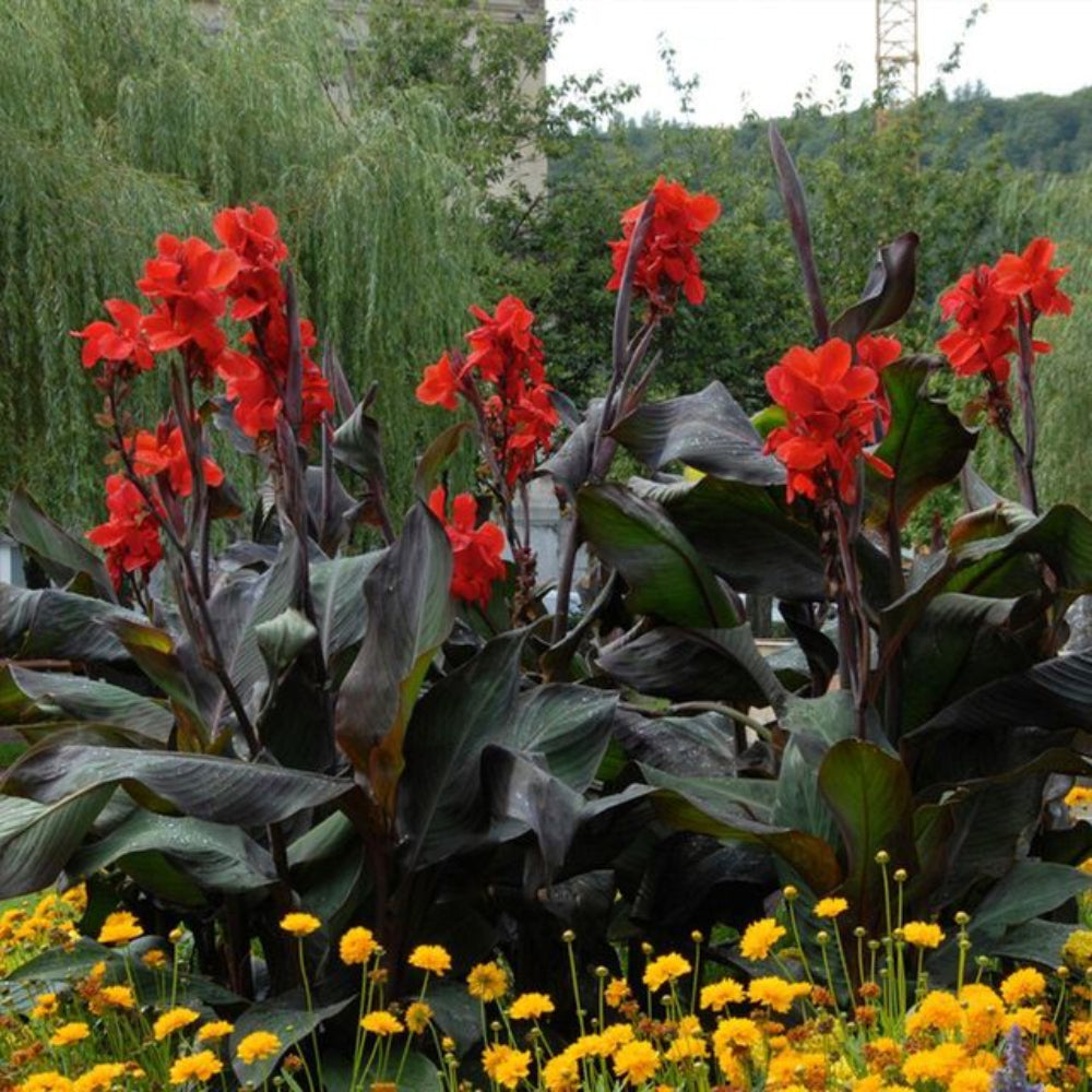 Black Canna Lily Starters Tropicana Arizona Grown From
