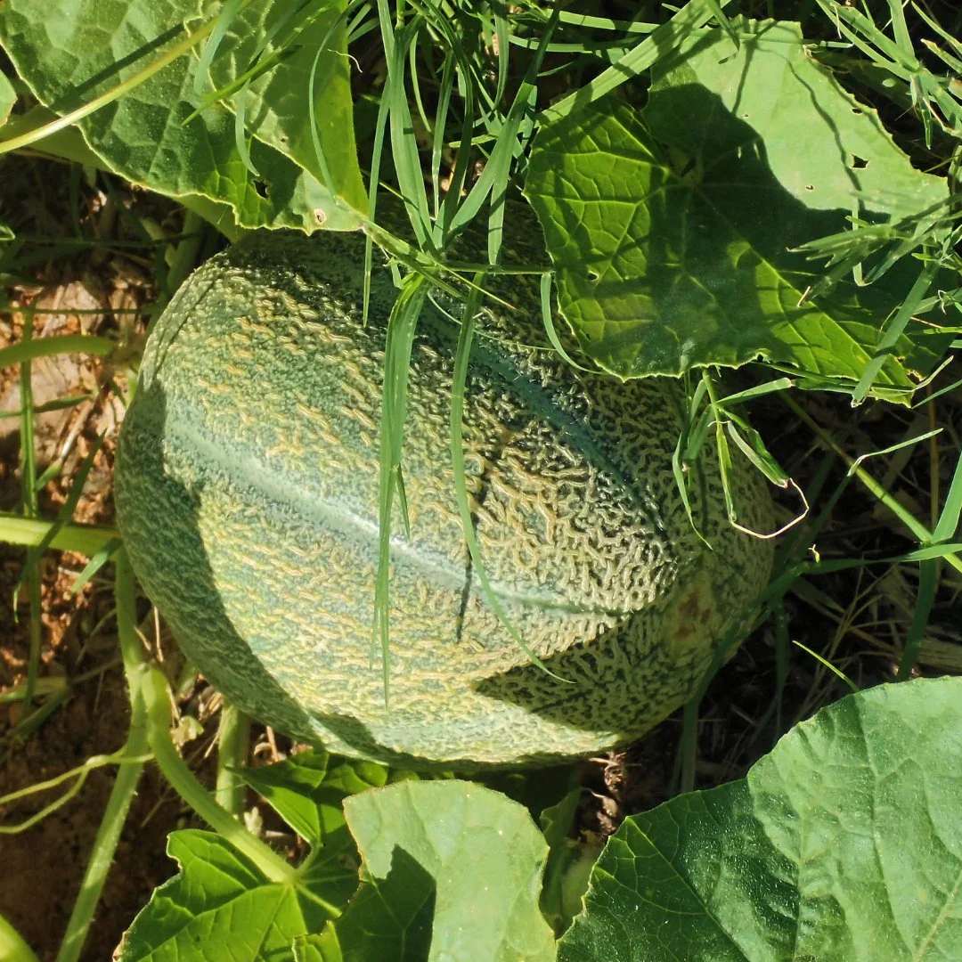 Cantaloupe Light Orange Color Variety Fruit Seeds