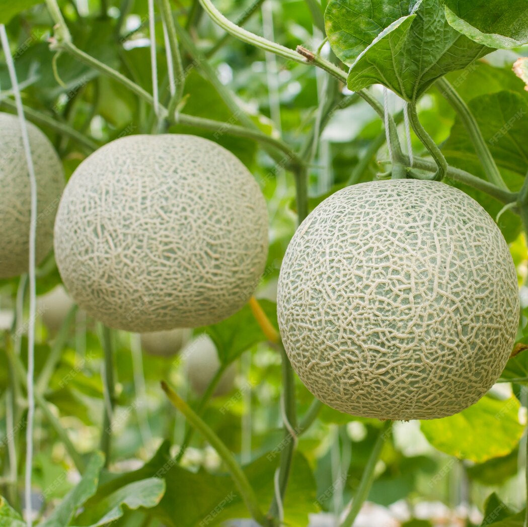 Fresh Green Cantaloupe Fruit Seeds