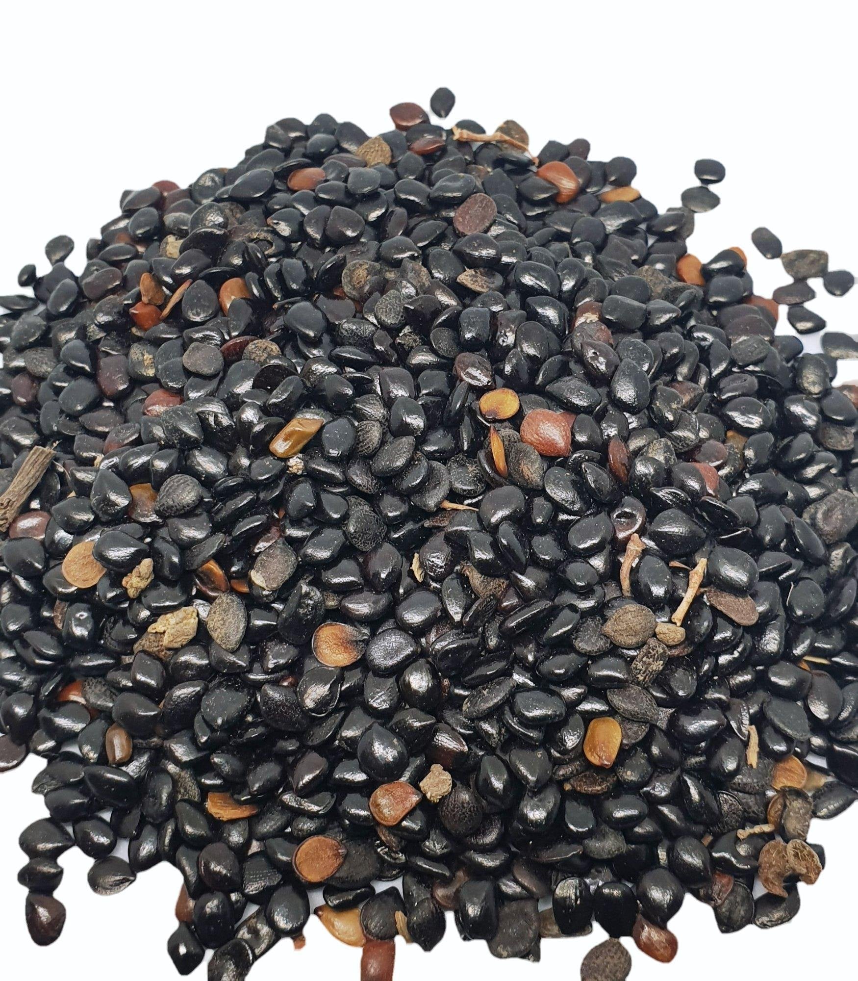 cassia absus chasku medicinal herb with seeds