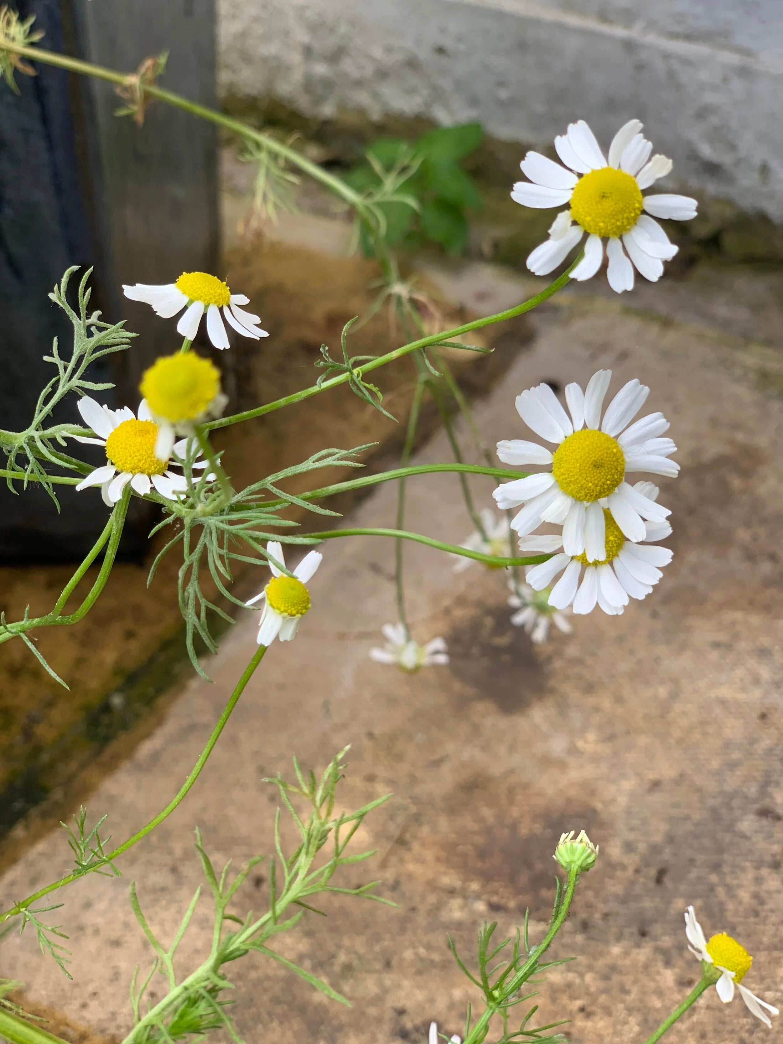 Chamomile Flower Seeds