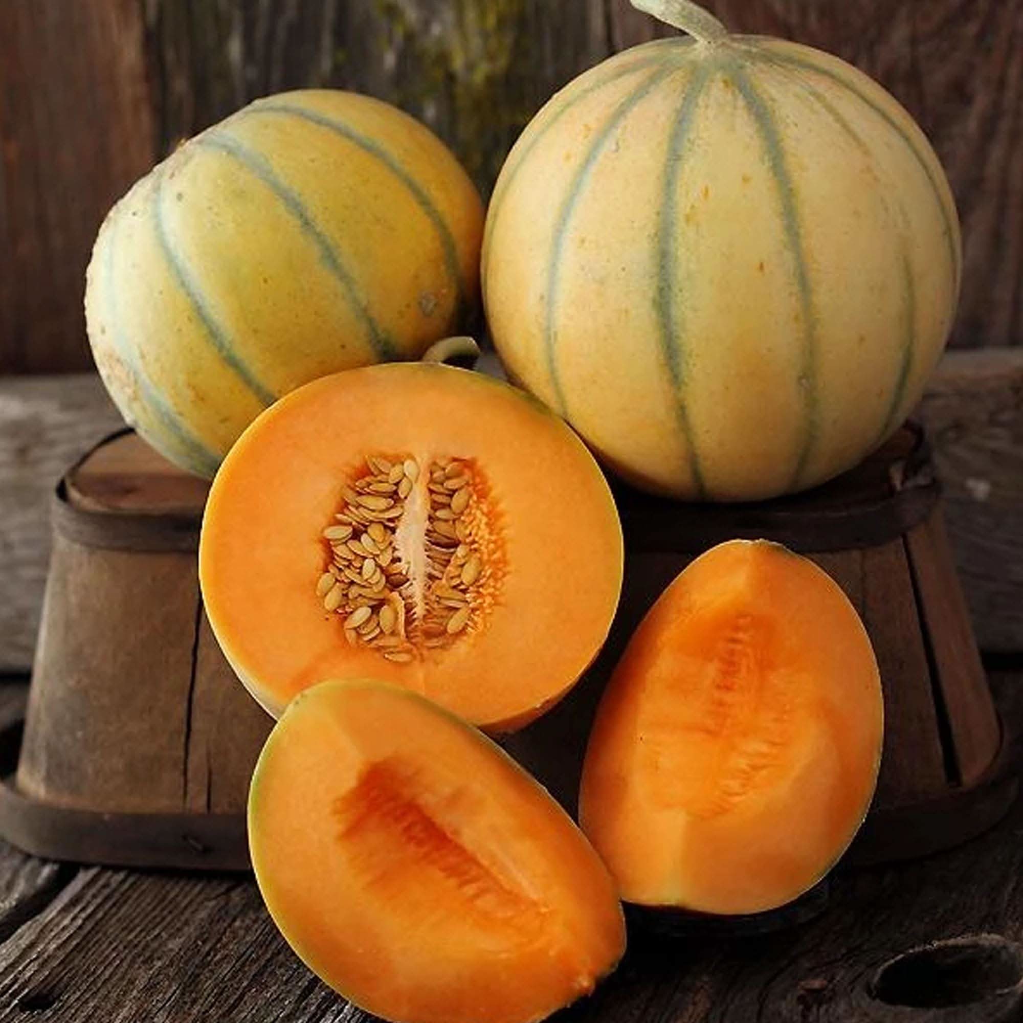cucumis melo charentais melon in summer seeds