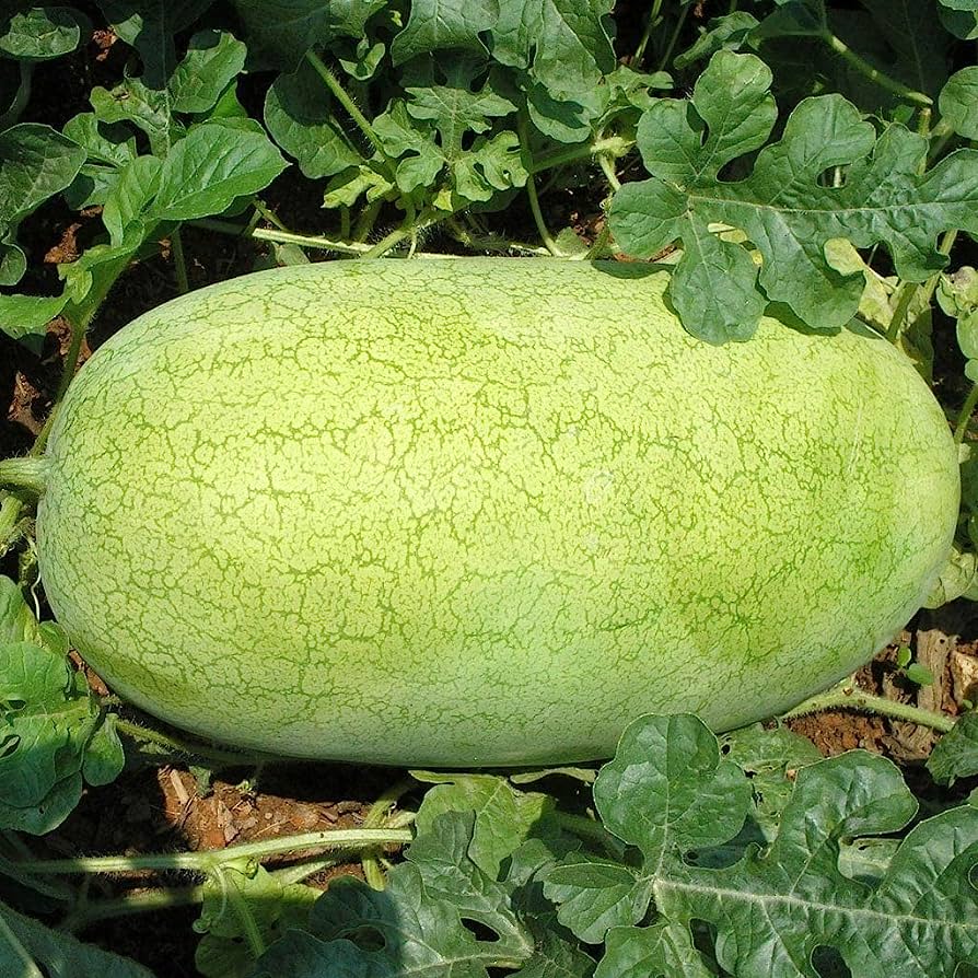 charleston gray watermelon citrullus lanatus fruit seeds