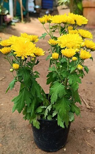 Yellow Chrysanthemum Flower Seeds - Heirloom Non GMO High Germination Garden Seeds