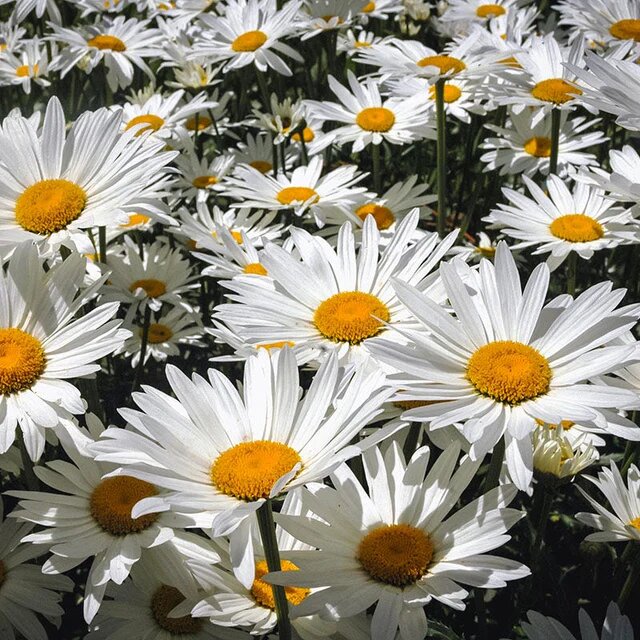 Daisy Flower Seeds