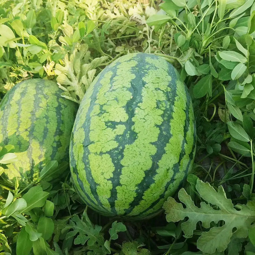 watermelon citrullus lanatus vegetable kitchen and seeds