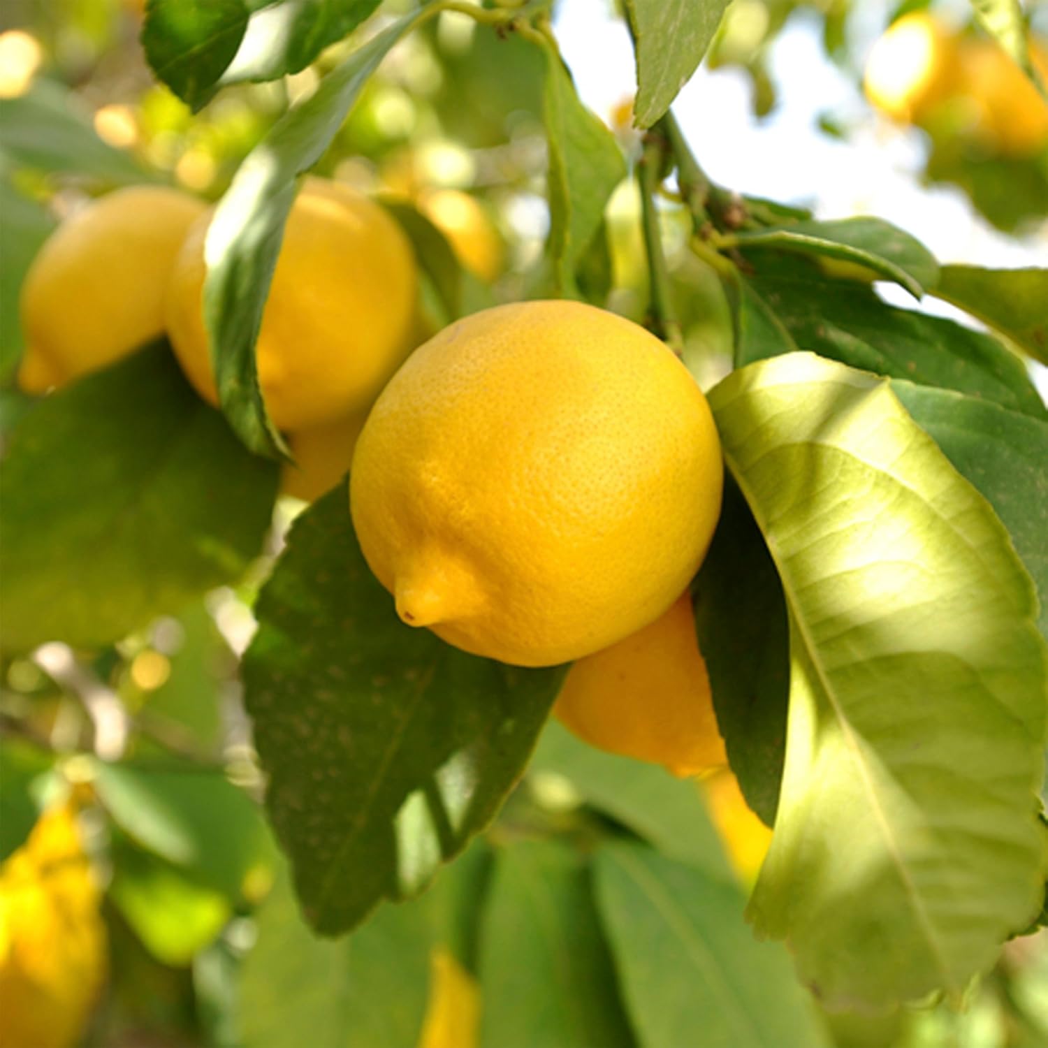 yellow citrus lemon tree indoor and seeds