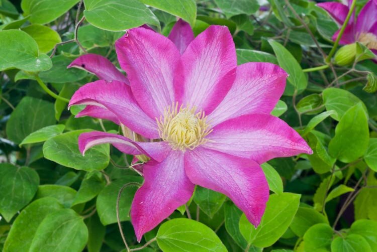 Clematis Flower Seeds Violet Heirloom, Non-GMO, High Germination Organic Garden for Colorful