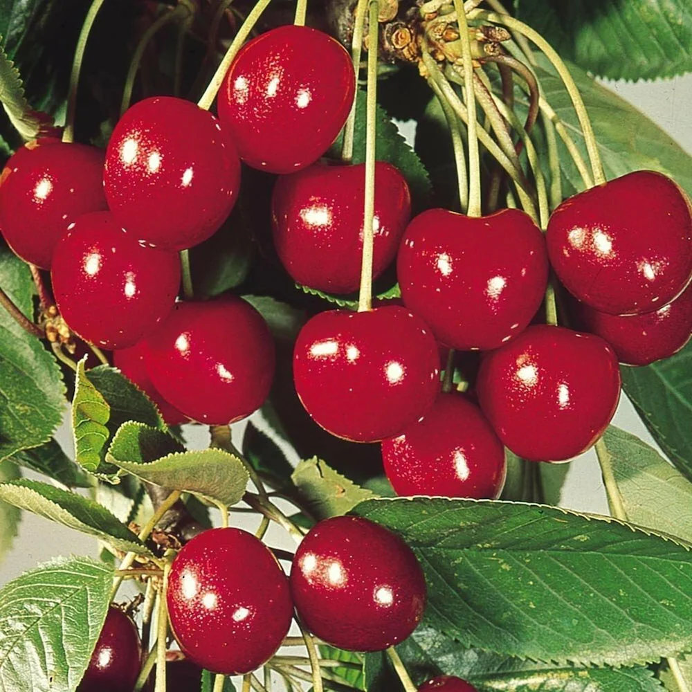 Red Sweet Cherry Ready To Germinate Edible Fruit Tree Usa