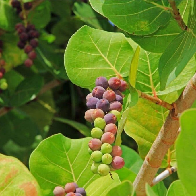 seagrape fruit tree coccoloba uvifera advanced seeds