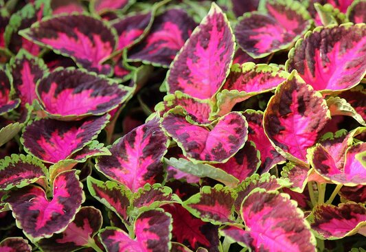 Coleus Jazz Velvet for Colorful Flower Seeds - Heirloom Non GMO High Germination Garden Planting Seeds