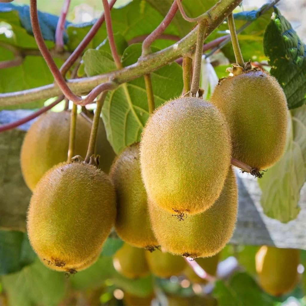 Multi Colourkiwi Unique Colorful Flesh Fruit Seeds