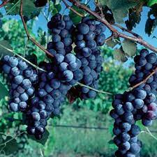 Concord Seedless Grape Vine Robust Fruit Seeds