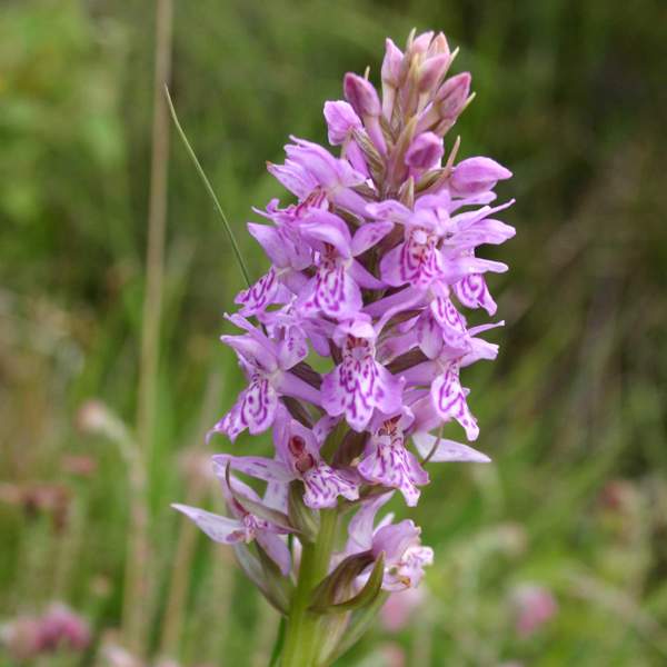 Marsh Orchid Flower Seeds