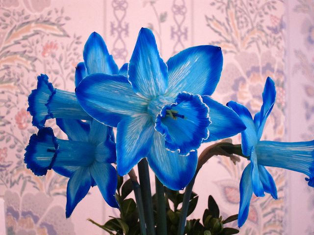 Blue Daffodil Flower Seeds 