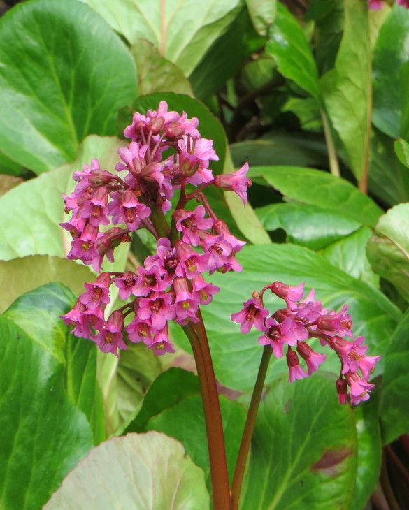Pink Bergenia Cordifolia Flower Seeds
