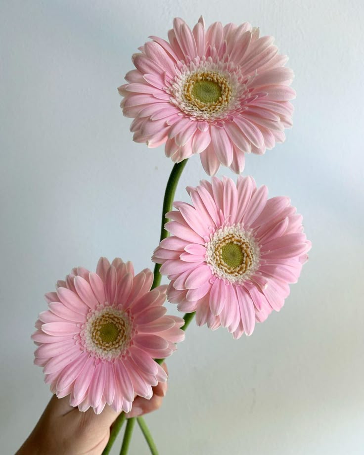 Pink Daisy Flower Seeds