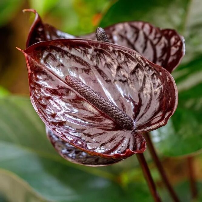 Brown Climbing Hibiscus Flower Seeds - Heirloom Non GMO Premium Garden Seeds for Planting