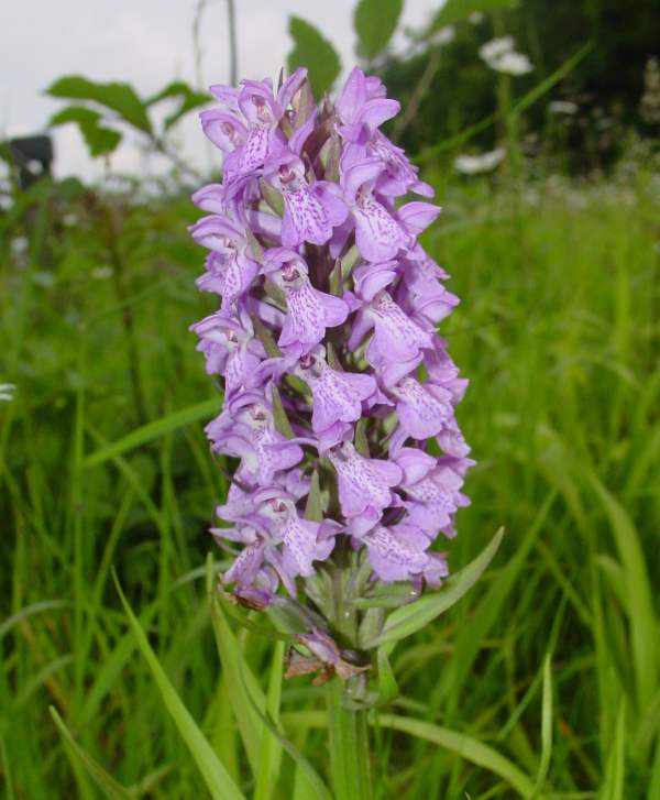 Marsh Orchid Flower Seeds - Heirloom Non GMO High Germination Garden Planting Seeds