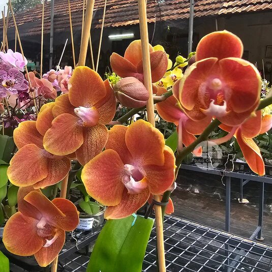 Brown Phalaenopsis Orchid Flower Seeds