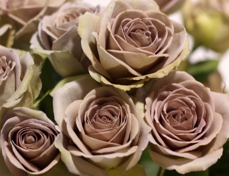 Amnesia Rose Flower Seeds - Heirloom Non GMO High Germination Garden Planting Seeds