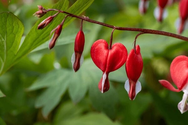 Red Lamprocapnos Flower Seeds