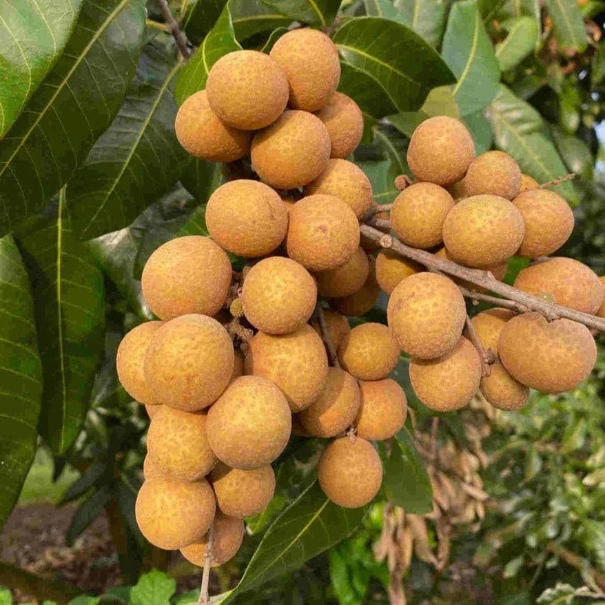 longan dimocarpus fruit tree in backyard seeds