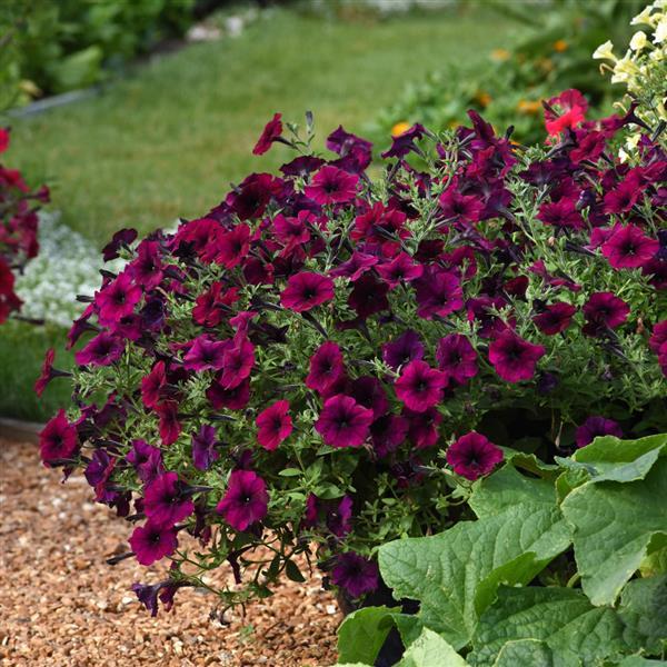 Burgundy Petunia Flower Seeds