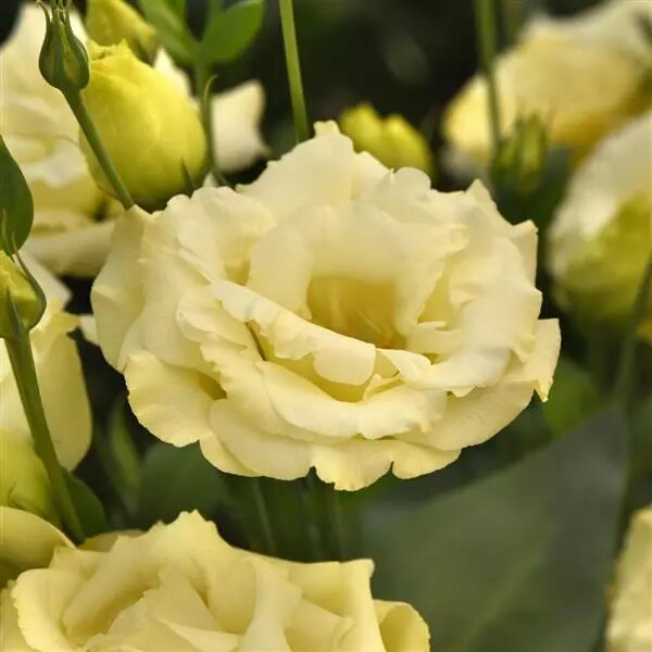 Yellow Lisianthus Flower Seeds Heirloom, Non - Heirloom, Non GMO, High Germination, Organic Garden Seeds